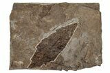 Miocene Fossil Leaf (Meliosma) - Nebraska #262744-1